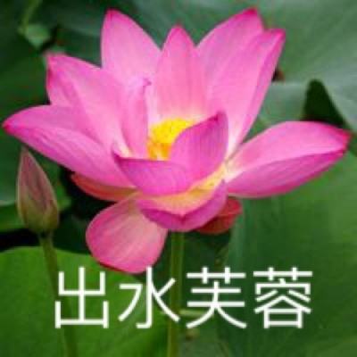 赘婿修仙传手游下载